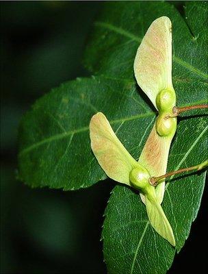 Acer seeds and leaf (Image: BBC)