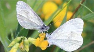 cryptic wood white butterfly