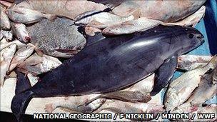 Vaquita dead on fishing boat