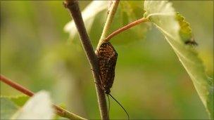 Window-winged caddis fly