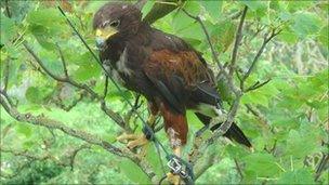 A Harris Hawk had to be rescued from a tree in Lydney after its lanyard became stuck around a branch