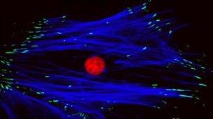 Stem cell on new "nano-patterned" surface