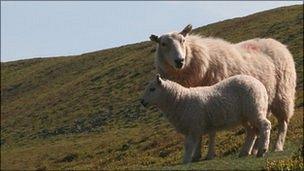 Sheep on Brecon Beacons