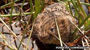 Water vole