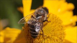 A honey bee feeding on nectar from a flower