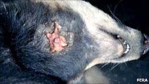 Badger with TB lesion