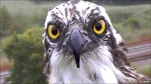 Monty the Osprey