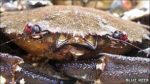 Velvet crab Pic: Blue Reef Aquarium