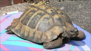 Tortie (Photo courtesy Peter Brown)