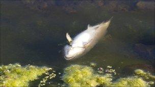 Dead trout in Loughbrickland Lake