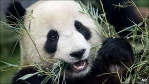 panda