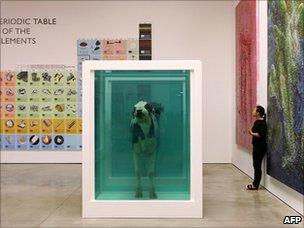 A piece by British artist Damien Hirst entitled "Love"s Paradox", cows in a formaldehyde solution, at the White Cube Gallery in London, 01 June 2007