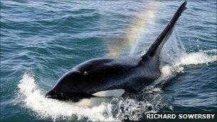 Orca. Pic: Richard Sowersby/BBC