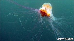 Lion's mane jellyfish