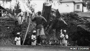 Convicts in a Kenya road choppping down a tree