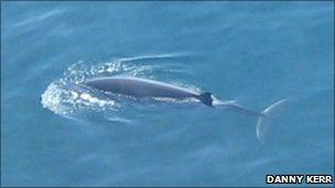 Sei whale