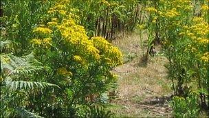 Ragwort plant