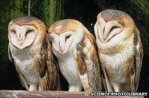 barn owls