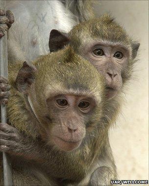 Macaques (UAR/Wellcome Trust)