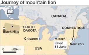 Map showing journey of mountain lion