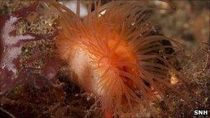 A flame shell bed within the Sruth Lagaidh Narrows in Loch Broom.