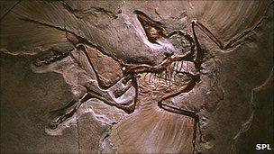 Archaeopteryx fossil