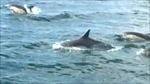 Dolphins off the west coast of Cornwall