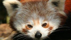 Red Panda