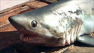 Porbeagle shark (generic pic)