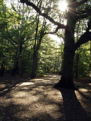 Woodland (Image: BBC)