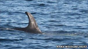 Risso's dolphin