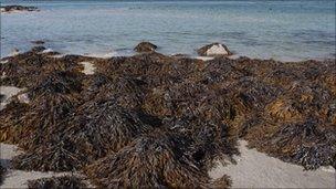 Seaweed on Jersey's coast