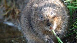 Water vole in Dorset