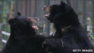 black bears