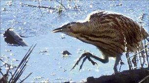 A bittern