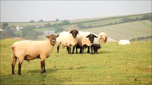 Lambs on a field.