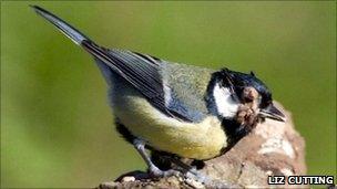 Great tit