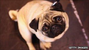 A pug from the Crufts dog show in Birmingham, England, in 2011