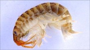 The 'killer' shrimp