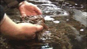 A ragworm farm