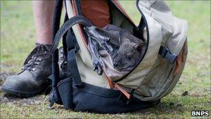 Wallaby in rucksack