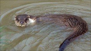 Otter swimming