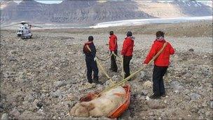 Dead polar bear being hauled away by rescuers in Svalbard on 5 August 2011