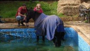 Apollo the horse stuck in a swimming pool