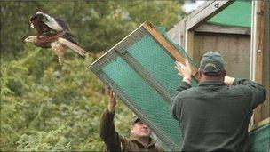 The red kites are released. Pic: Milton Haworth