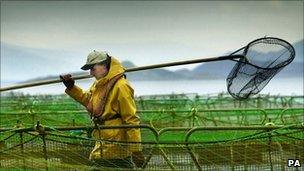 Worker at a fish farm