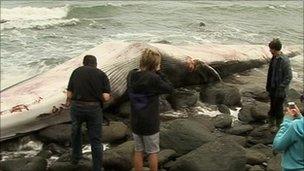 Fin whale - Lynmouth