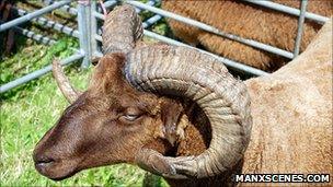 Loaghtan Sheep