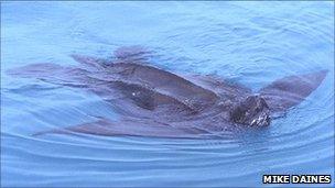 Leatherback turtle (pic: Mike Daines)