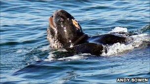 Leatherback turtle (pic: Andy Bowen)